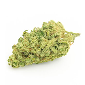 Red poison è una varietà di marjiunana autofiorente e ibrida, inoltre è il riultato di un incrocio tra la potente varietà  Green Poison e l'autofiorente PakistanI Kush, una tra le più amate.