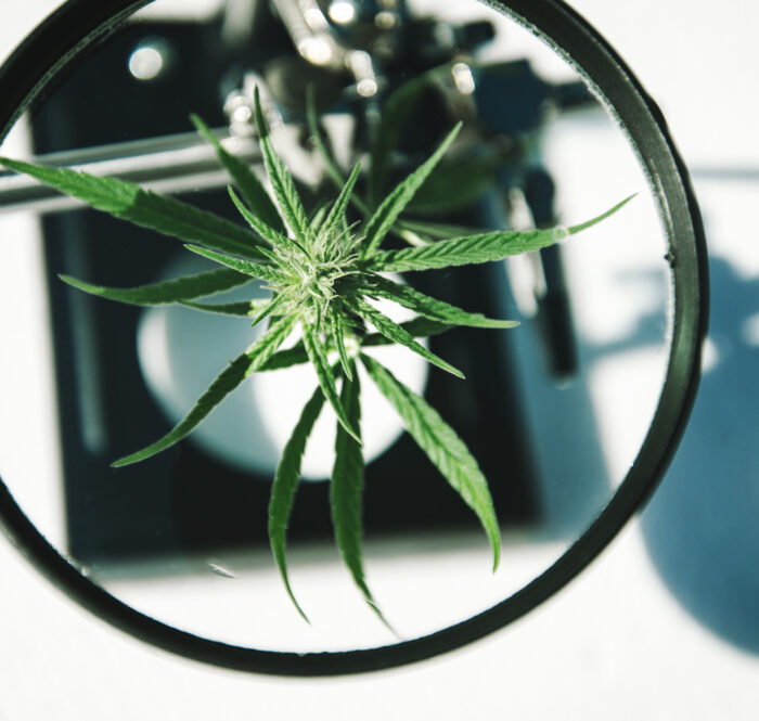 Coltivazione outdoor canapa