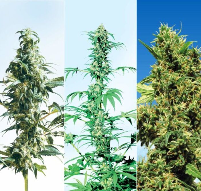 La varietà di cannabis Northern Lights