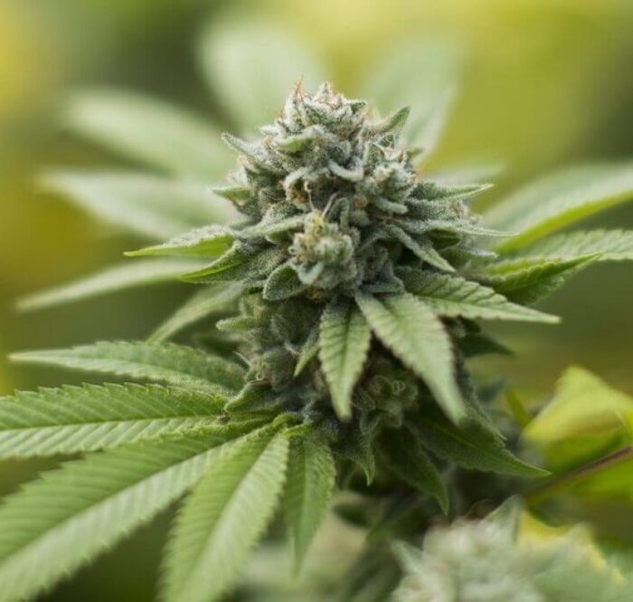 In questa guida illustreremo tutte le caratteristiche dei Moon Rock