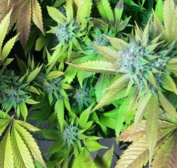 La varietà di marijuana Blue Cheese