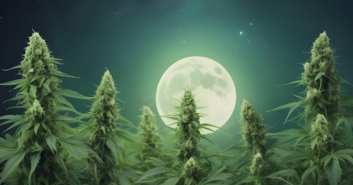 La Pineapple Express è una varietà di marijuana ibrida a predominanza indica frutto dell’incrocio tra Trainwreck e Hawaiian