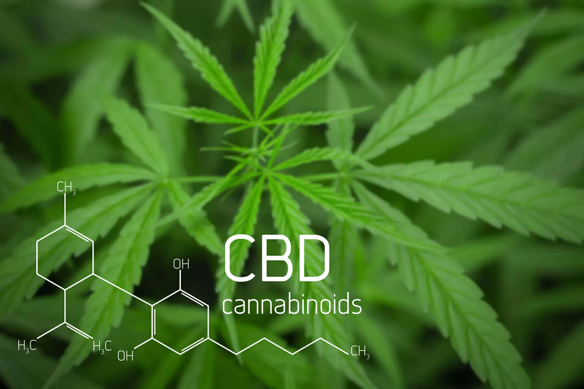 cannabidiolo