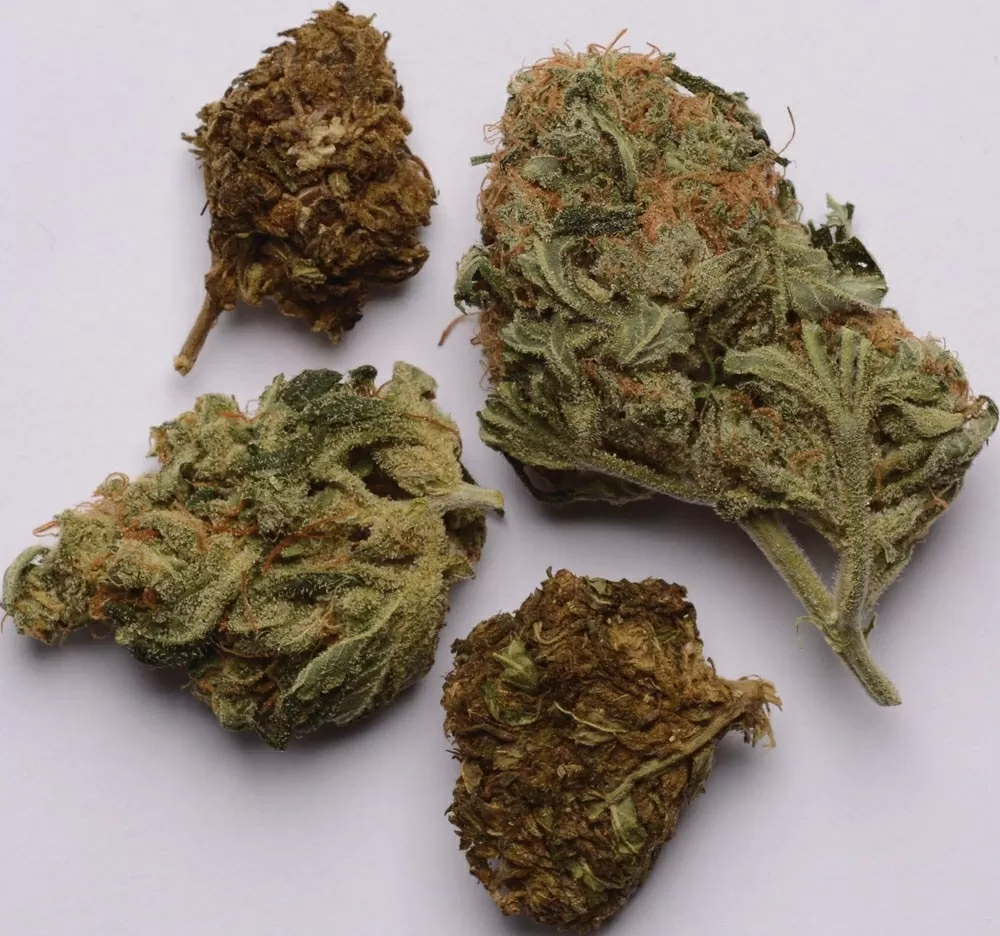 Varieta di marijuana
