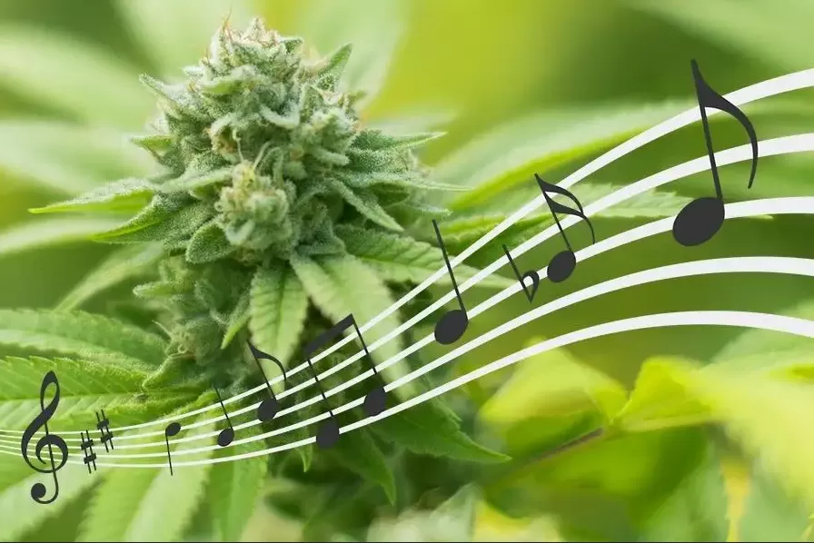 Canzoni sulla marijuana