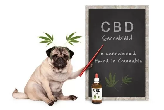 Cbd animale domestico benefici