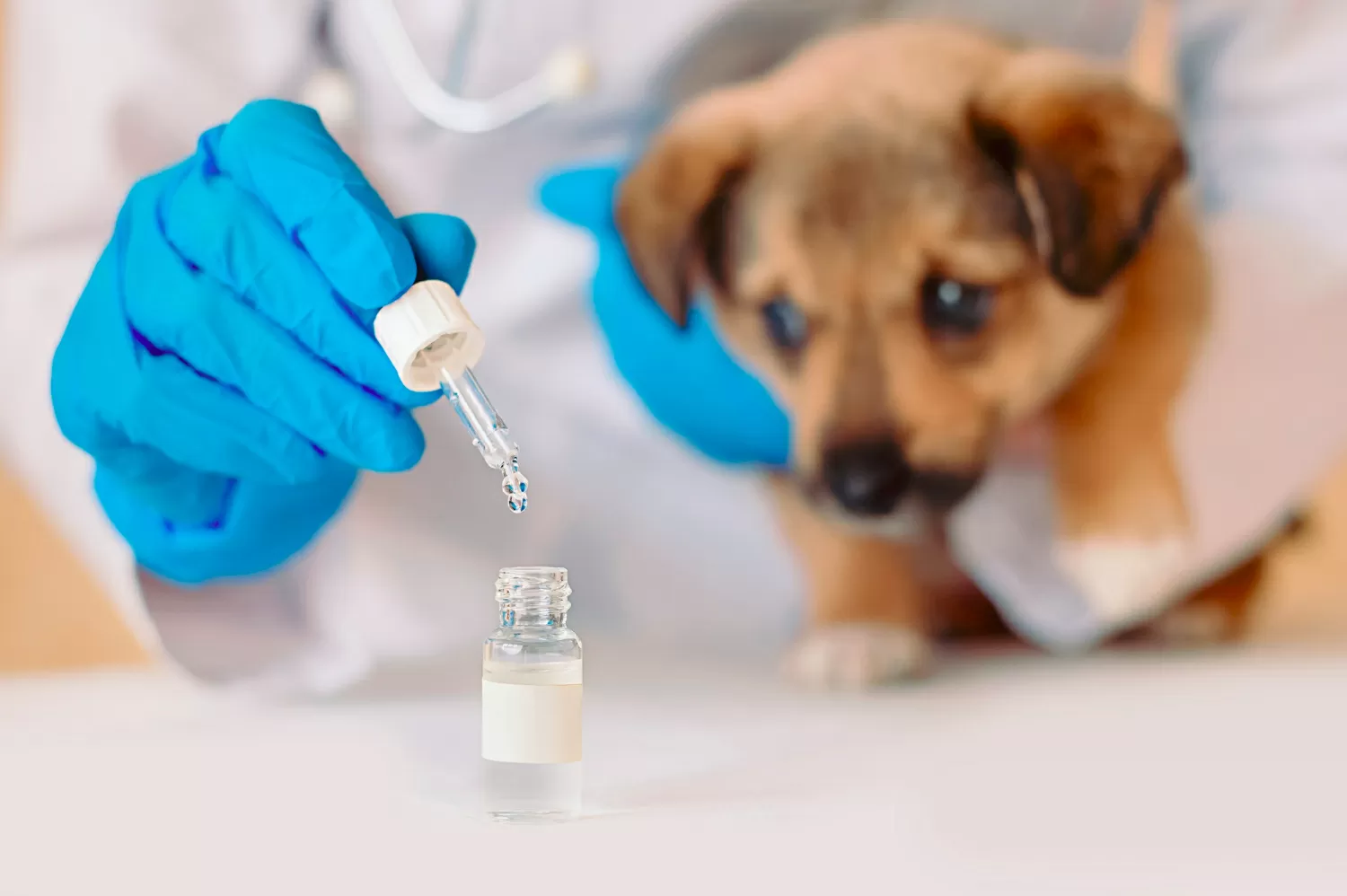 Dermatite cani cura olio cbd