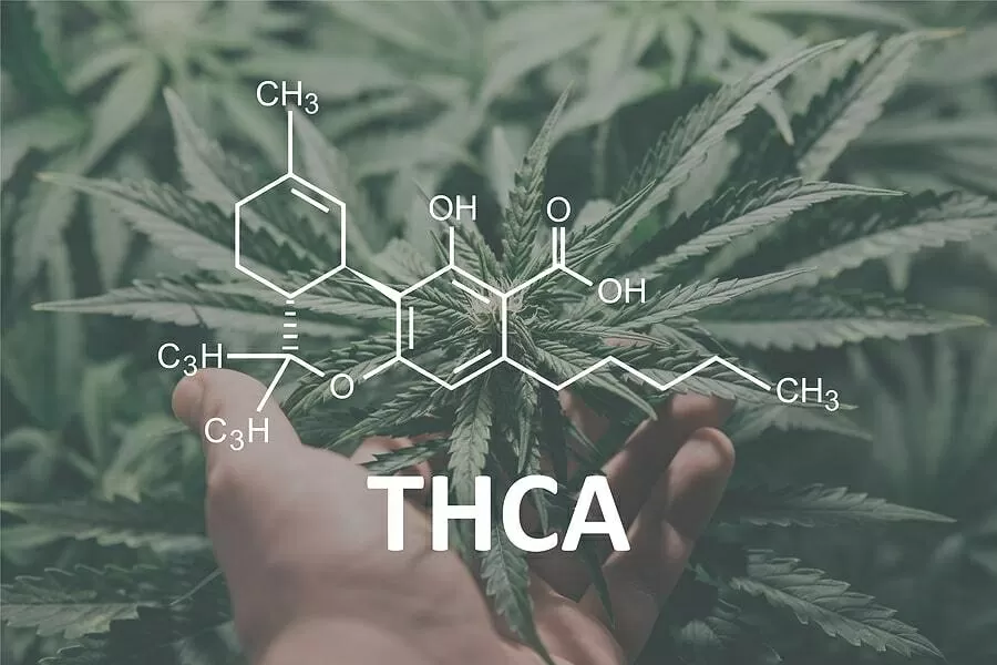 Thca differenza thc