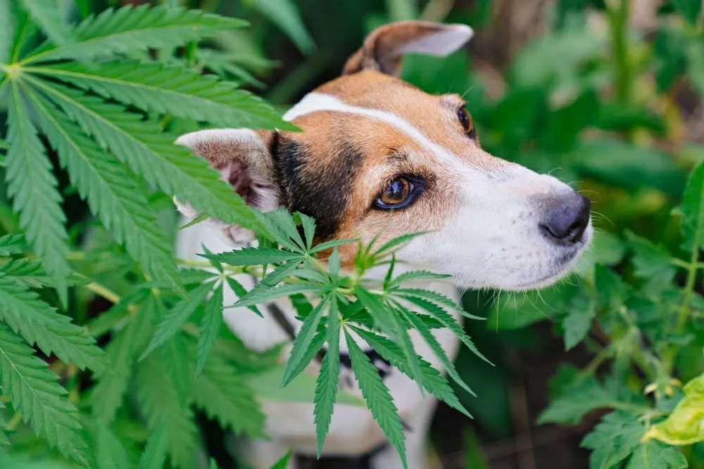 L'olio CBD per i cani con convulsioni