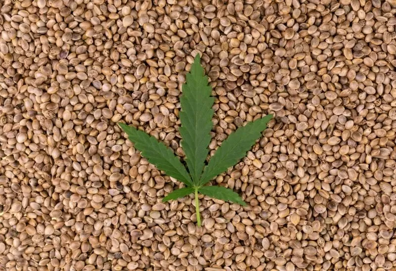 Semi cannabis