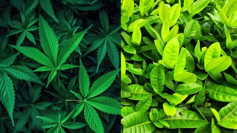 CBD vs kratom