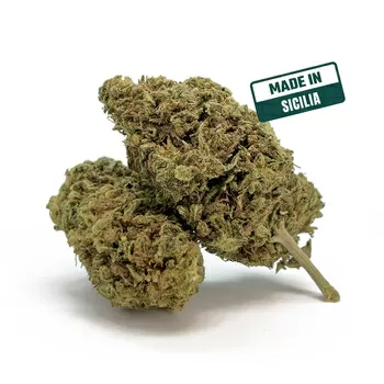 Lemon haze cbd 2024