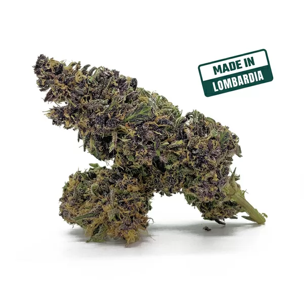 Purple haze cbd