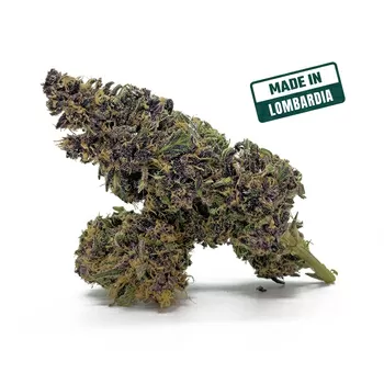 Purple haze cbd