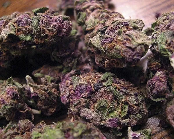 Purple haze