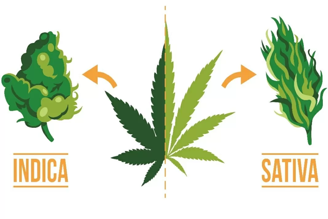 Sativa vs indica