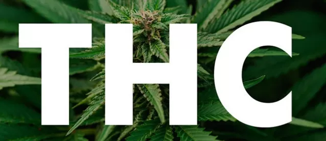 Cannabis ad alto contenuto THC