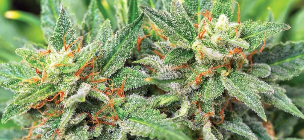 In questo articolo scopriremo tutto ciò che concerne la Mango Haze, quelli che ne sono gli effetti e come coltivarla al fine di ottenere un’erba buona, restituendo un’esperienza di assunzione appagante e davvero soddisfacente.
