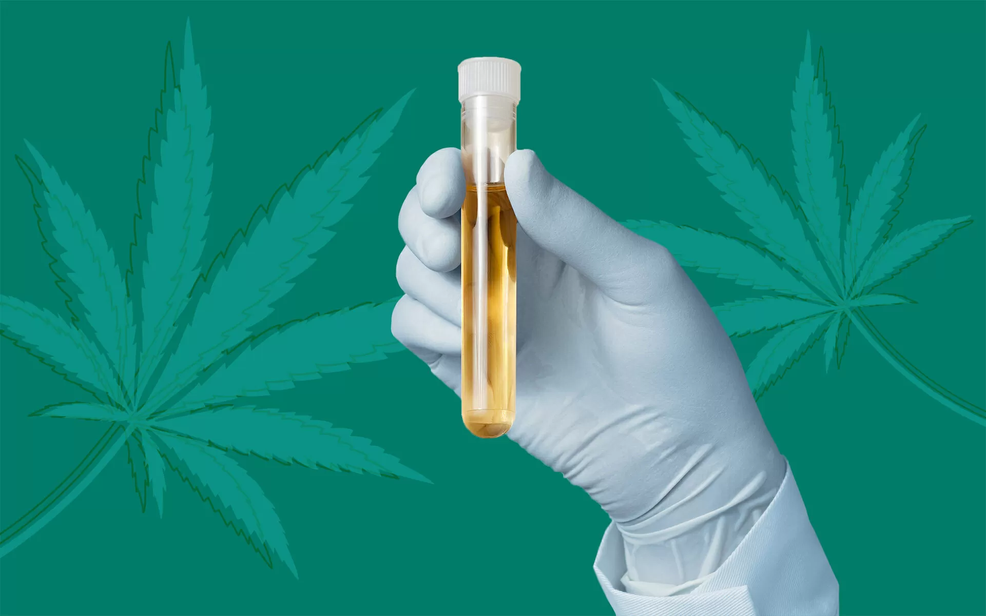 drug test marijuana cannabis
