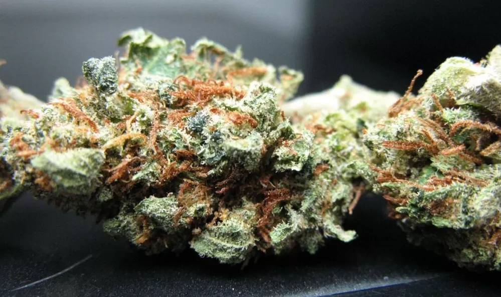 La varietà di marijuana Candy Kush  è nota per le caratteristiche proprie della cannabis indica, sativa e ruderalis.