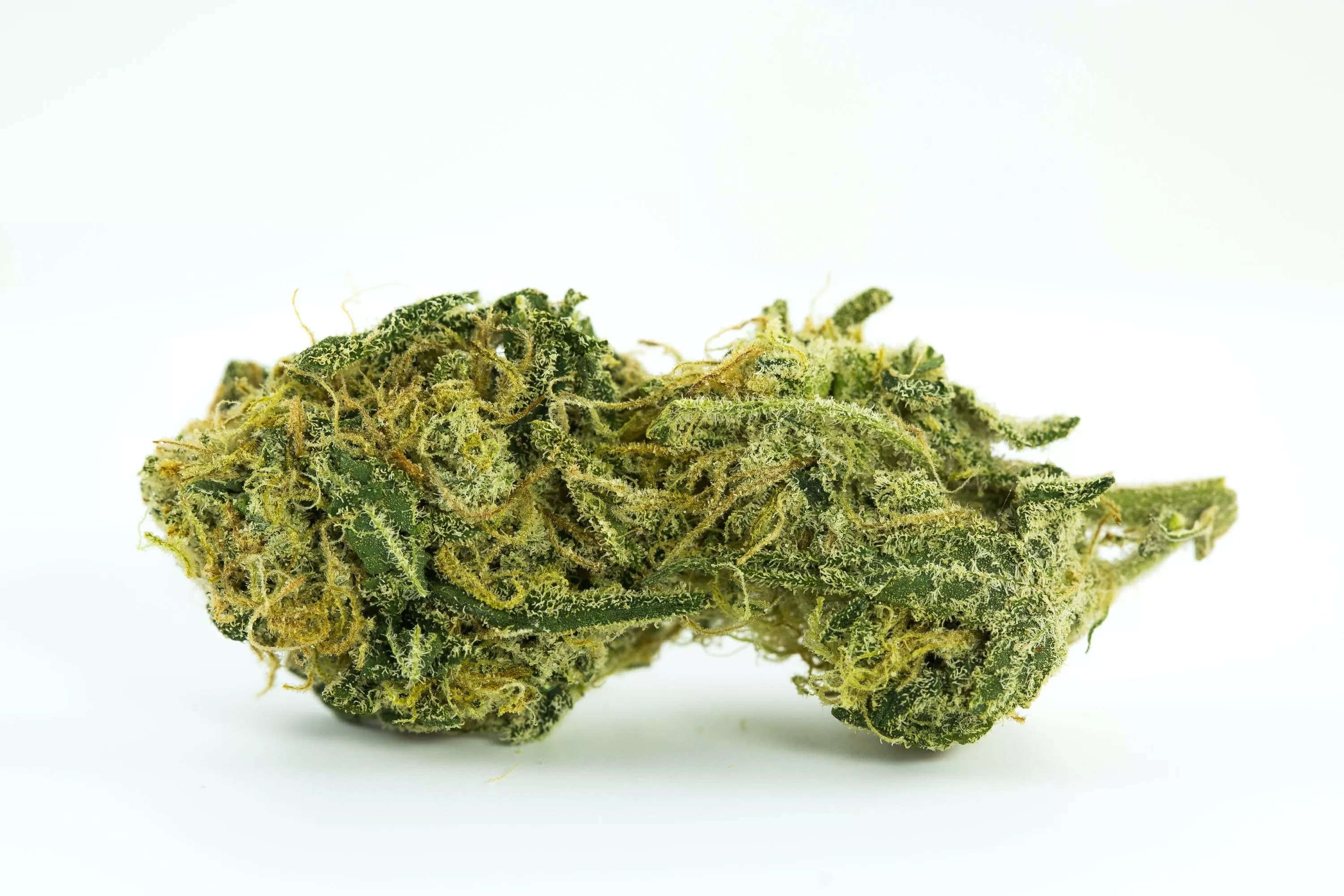 La Pineapple Express è una varietà di marijuana ibrida a predominanza indica frutto dell’incrocio tra Trainwreck e Hawaiian