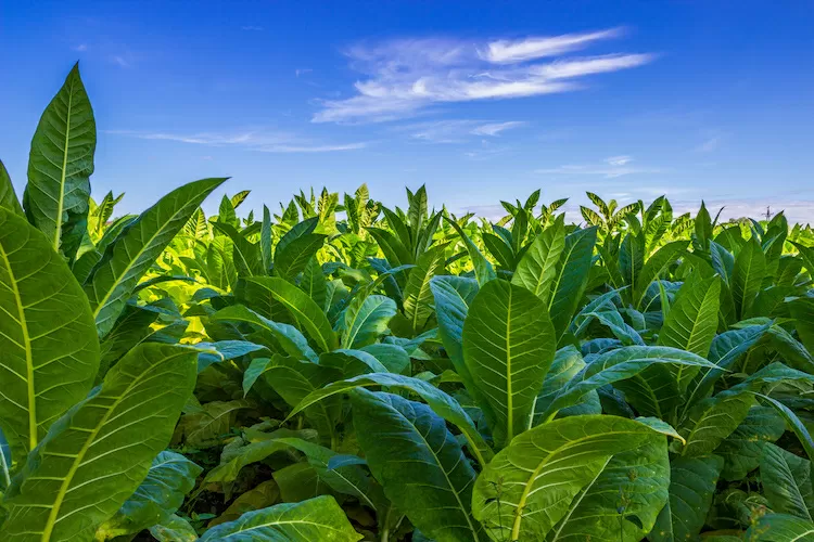 Coltivare il tabacco: ecco una guida completa su come farlo