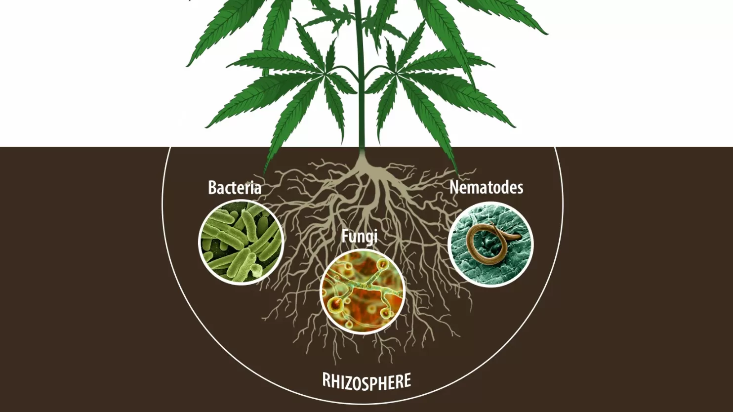 Nematodi parassiti della marijuana