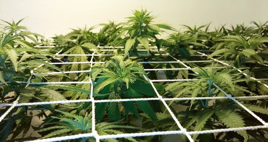 Scrog coltivare marijuana