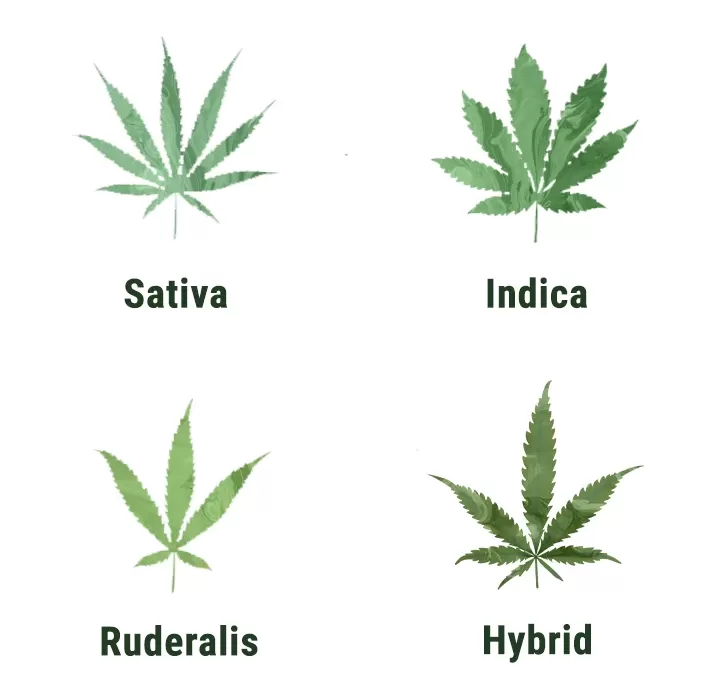 Capire e usare le foglie di marijuana