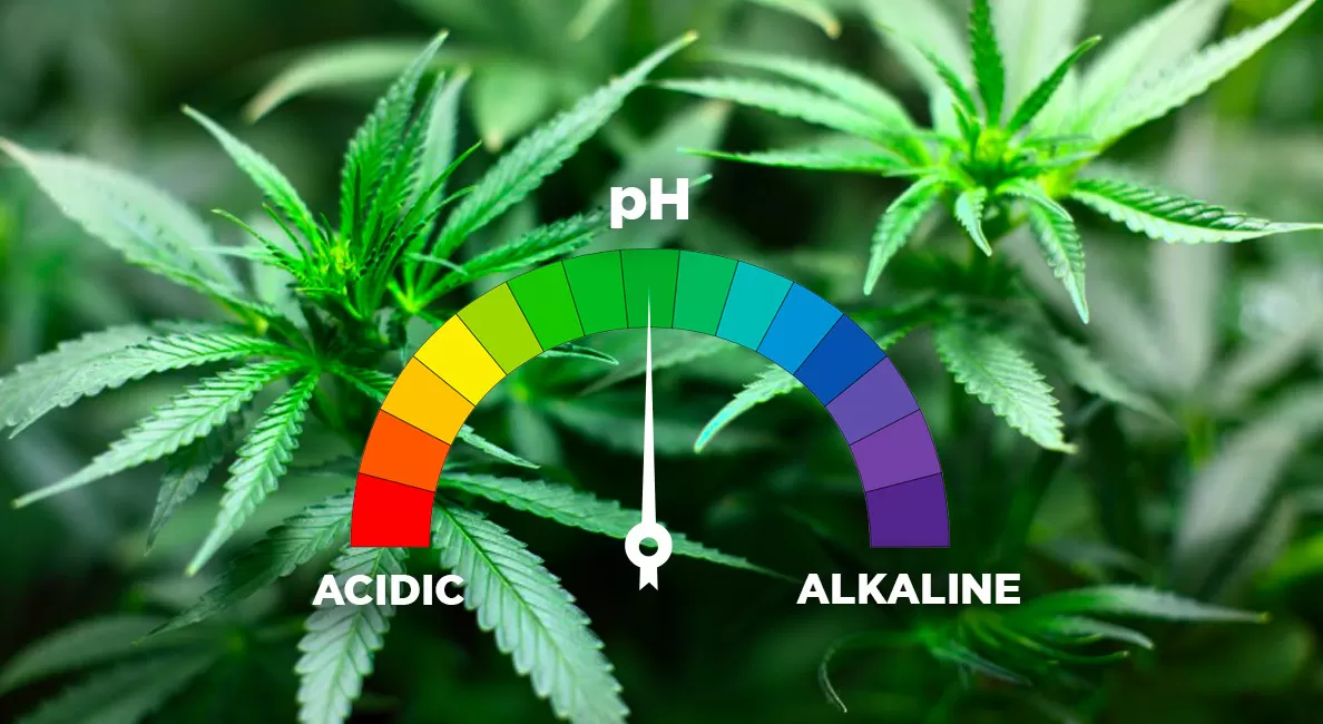 Nella coltivazione della cannabis il ph è un elemento fondamentale