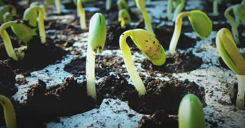 Germinazione semi di cannabis