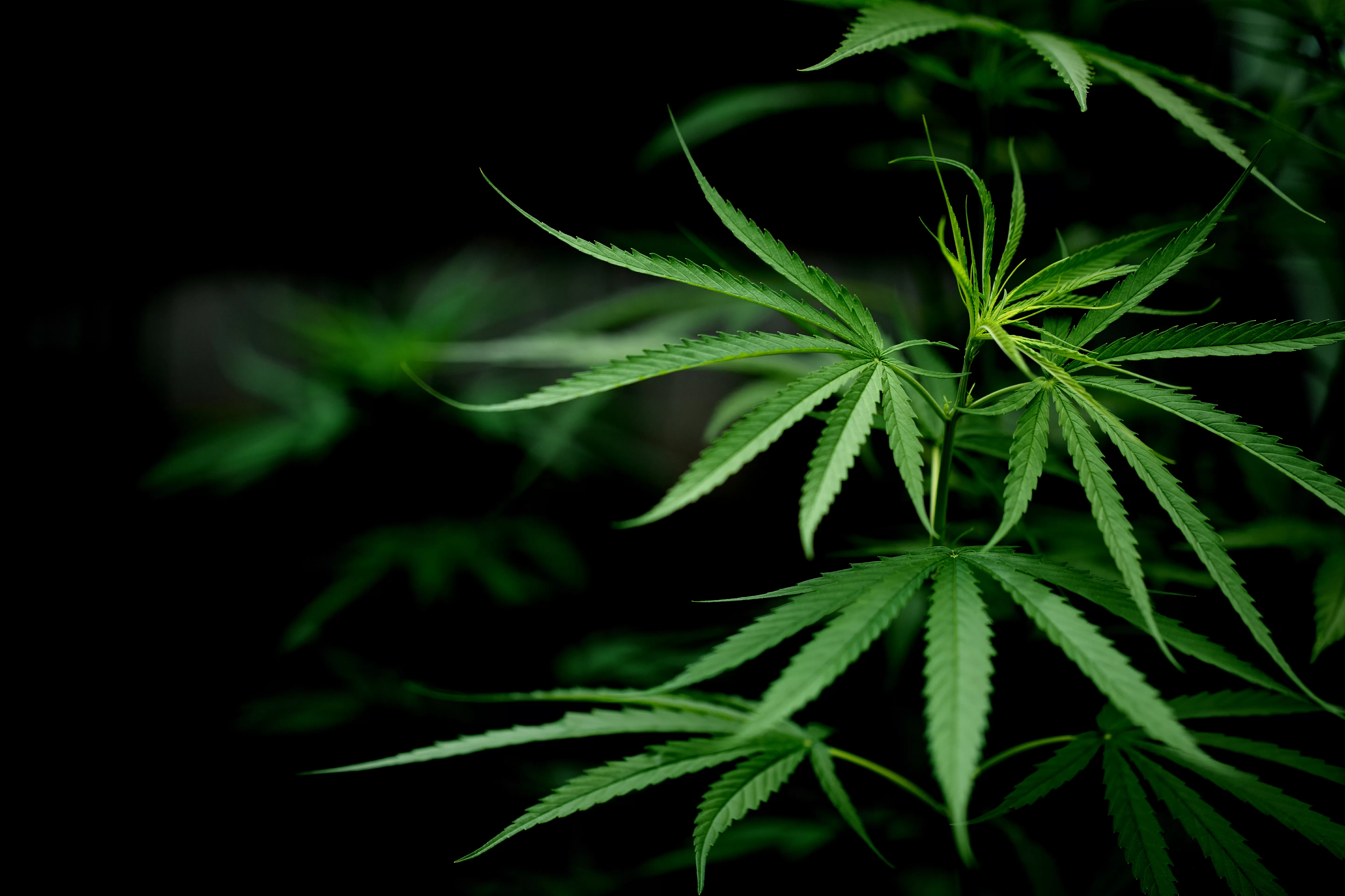 La pianta di cannabis è affascinante sotto moltissimi punti di vista, vediamo in questa guida