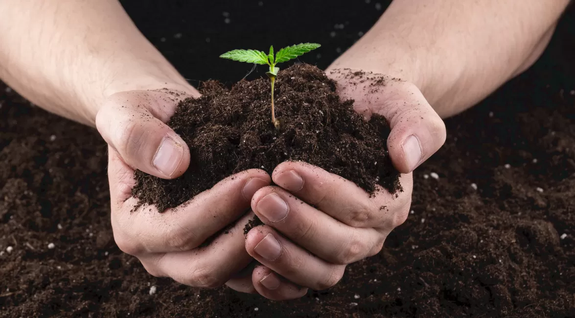 Composto organico e sintetico per la coltivazione di cannabis