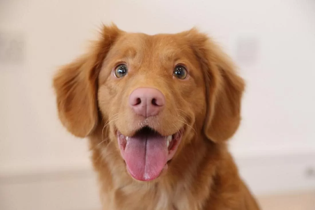 Golden Retriever Puppy