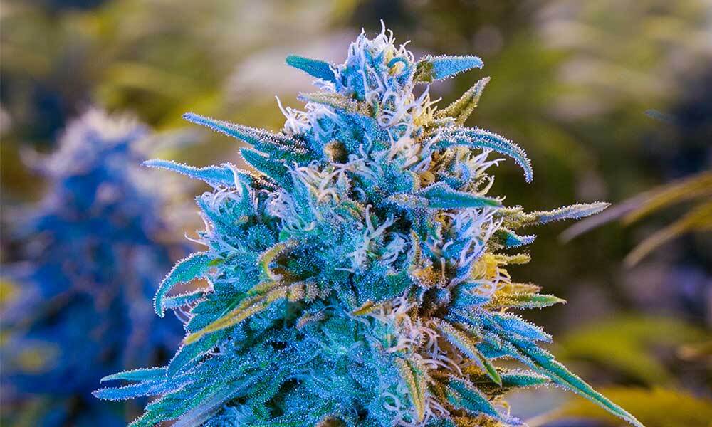 La varietà di cannabis Blue Dream non è popolare soltanto tra i consumatori, ma anche tra i coltivatori di cannabis di ogni tipo, dai più esperti ai principianti. Questo perché è relativamente facile da coltivare, è resistente a parassiti e ai funghi ed ha un ottimo sviluppo, anche in termini di resa.