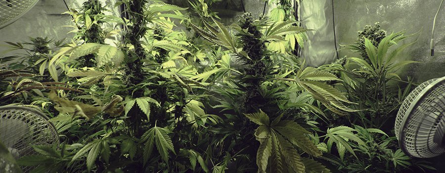 La varietà di marijuana Northern Lights compare tra le genetiche più semplici da coltivare e gestire anche per I neofiti che desiderano ottenere un’ottima resa produttiva, senza tuttavia la necessità di investire eccessivo impegno, cure e manutenzione continua nella coltura.