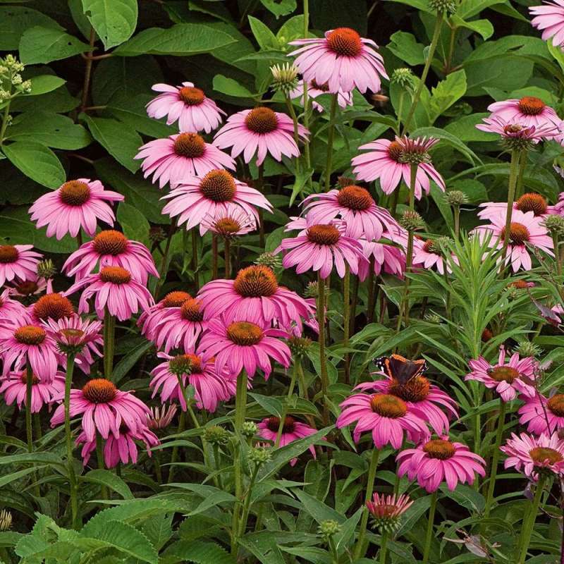 Echinacea