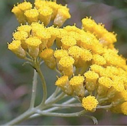 Helichrysum