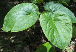 Kava (Piper methysticum)