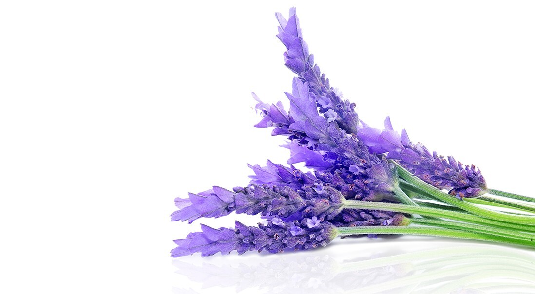 La lavanda