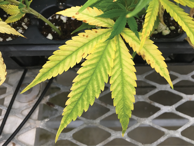 Le foglie delle piante di marijuana diventano verde chiaro o gialle