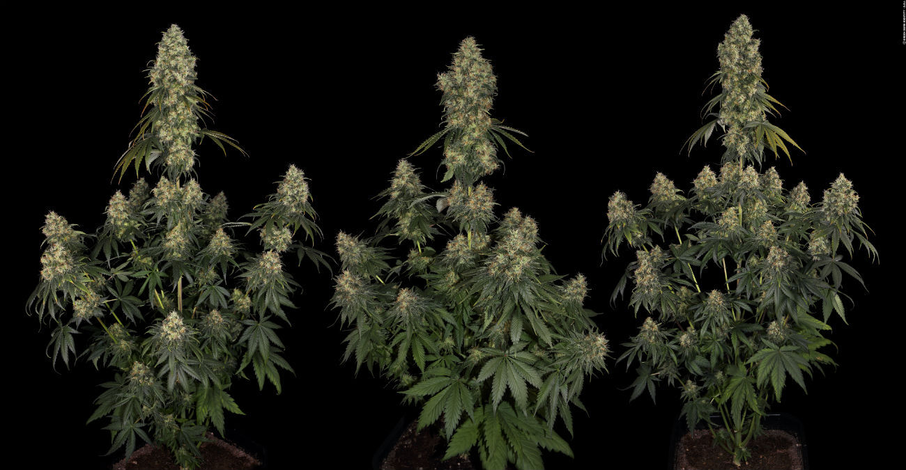 Moby Dick è senza alcun dubbio la varietà di marijuana tra le più note, creata da Dinafem, seeds bank di Amsterdam che compare tra le più rinomate e prestigiose al mondo.