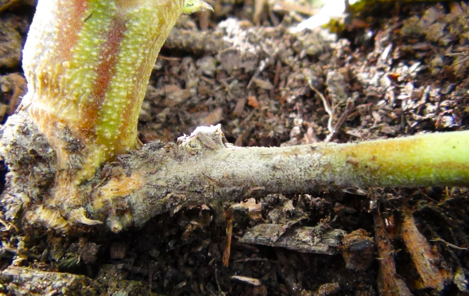 Detto anche soffocamento, più che una malattia è una condizione che porta al marcire dei semenziali sottoterra.  Tale condizione può essere causata da diversi funghi portati dai semi o terreni e le coltivazioni nel terreno sono le più colpite.