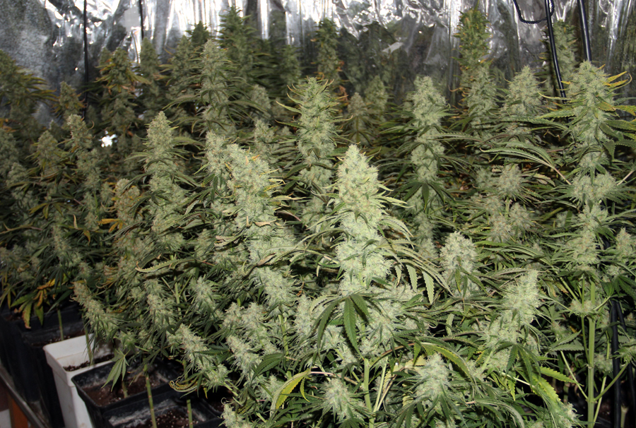 La varietà di marijuana Moby Dick sebbene non sia particolarmente semplice da coltivare, tuttavia non appare di fatto eccessivamente complessa. In questo articolo daremo alcuni consigli su come coltivarla.