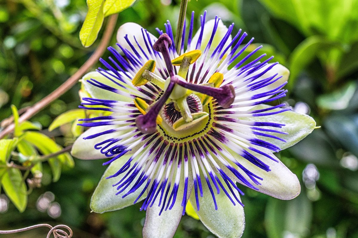 La passiflora