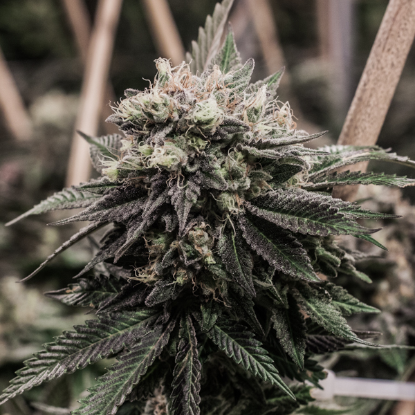 Purple Trainwreck