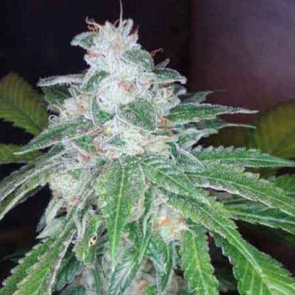 Purple OG 18