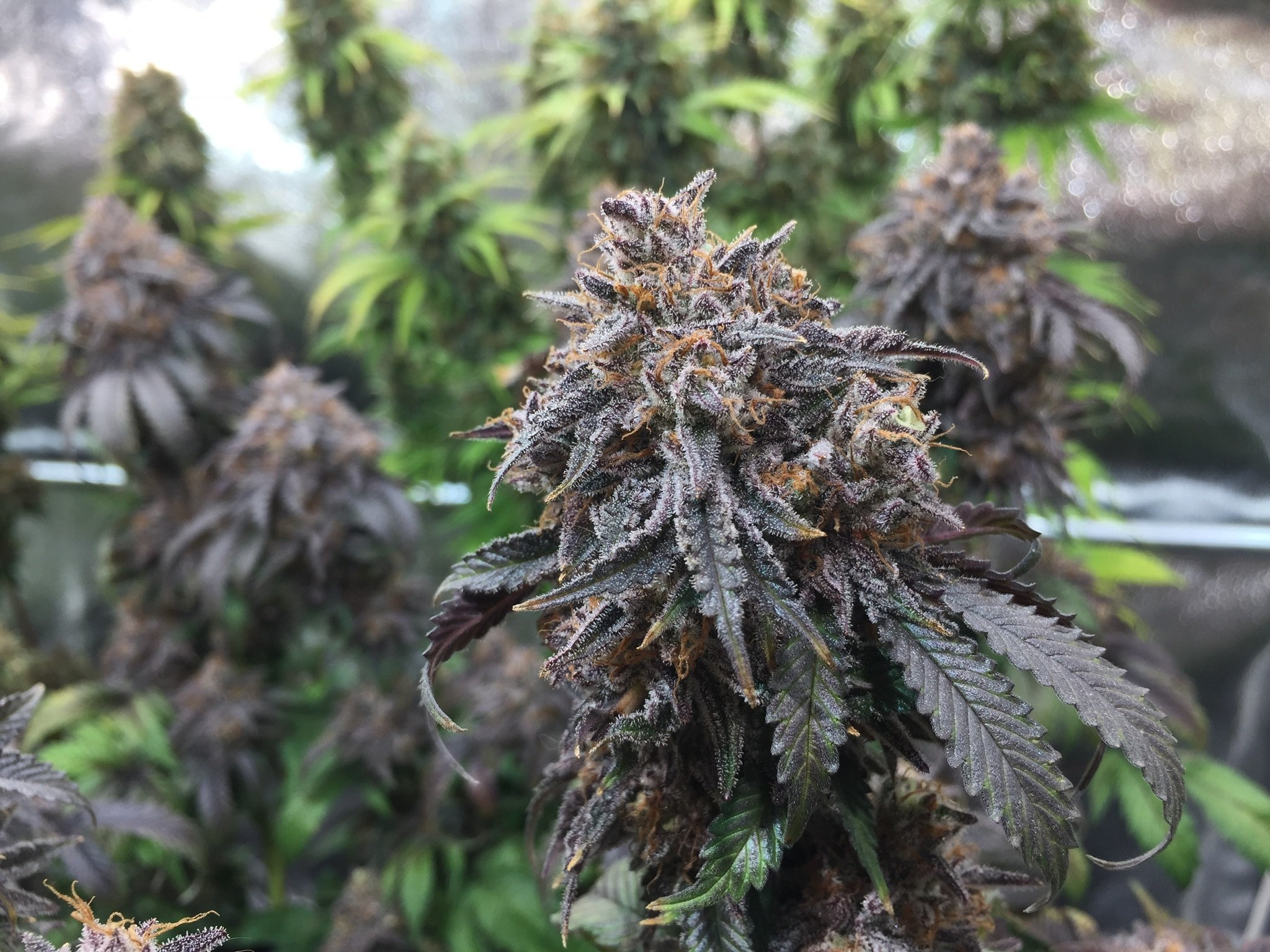 Purple Afghan Kush