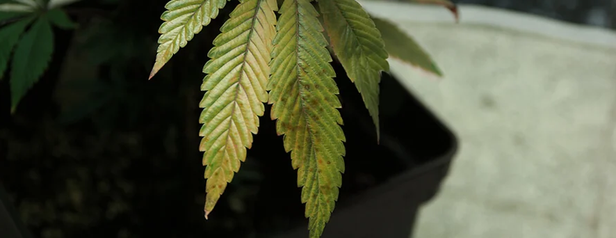 Nota anche come punto giallo della foglia, è molto comune nelle coltivazioni indoor, ma in alcuni casi può attaccare anche la marijuana coltivata all’esterno.