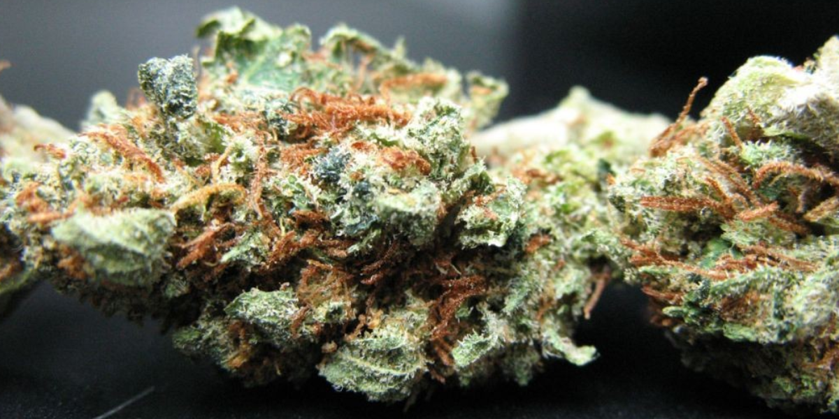 Candy Kush tutto quello che c’è da sapere sulla varietà di marijuana